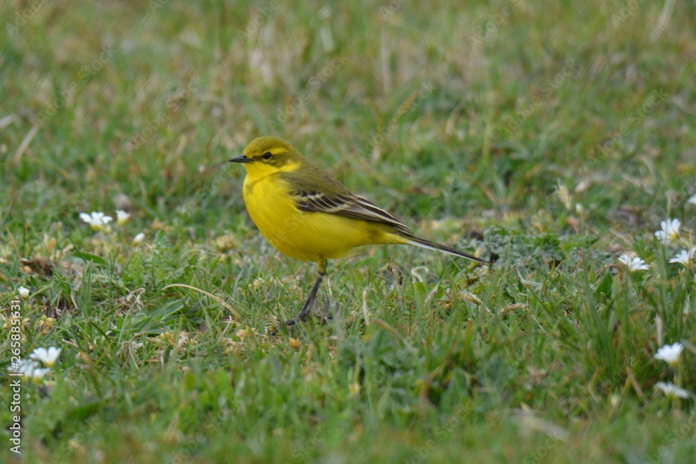 Fototapeta premium yellow bird in the grass