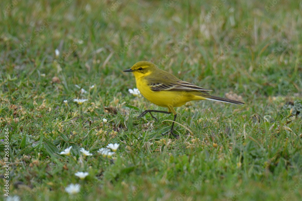 yellow bird yellow bird