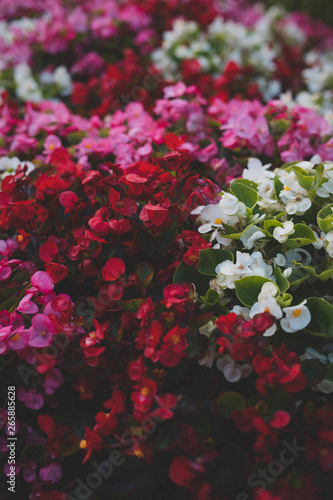 Soft red, pink, and white flowers