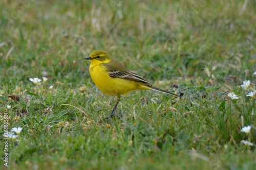 yellow bird in the grass © jaco