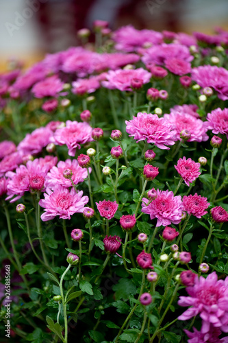 pink flowers in the garden