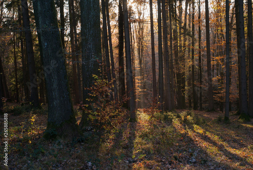 A Beautiful Autumn Scene in the Forest with Trees, Orange Leaves and Light Rays