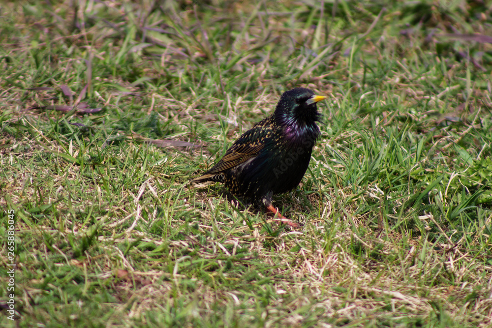 Starling ordinary in search of food in the grass Starling ordinary in search of food in the grass
