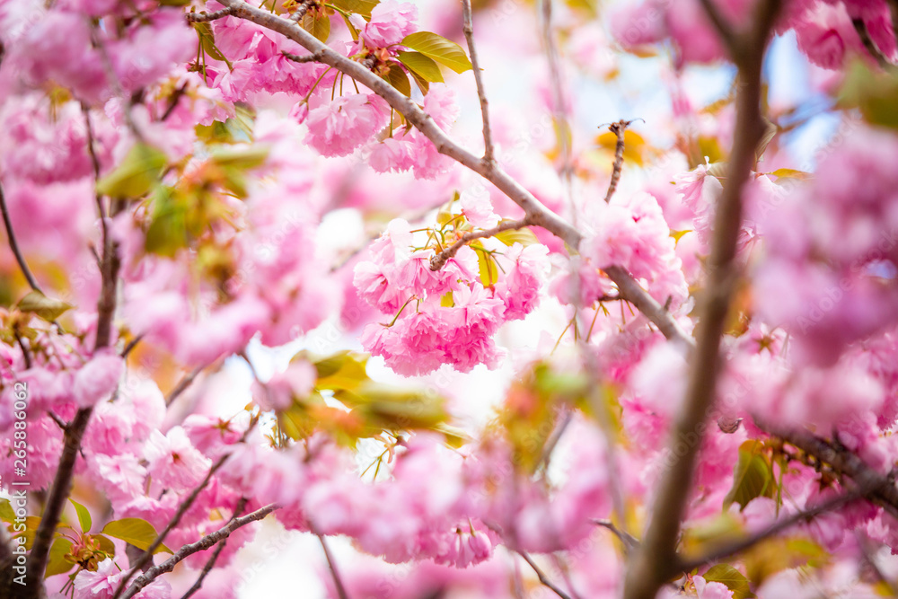 Beautiful spring cherry blossom bloom sunny day Beautiful spring cherry blossom bloom sunny day