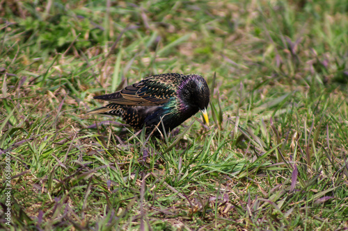 Starling ordinary in search of food in the grass