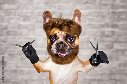 funny dog barber groomer ginger french bulldog hold scissors and straight razor. Man on white brick wall background © vika33