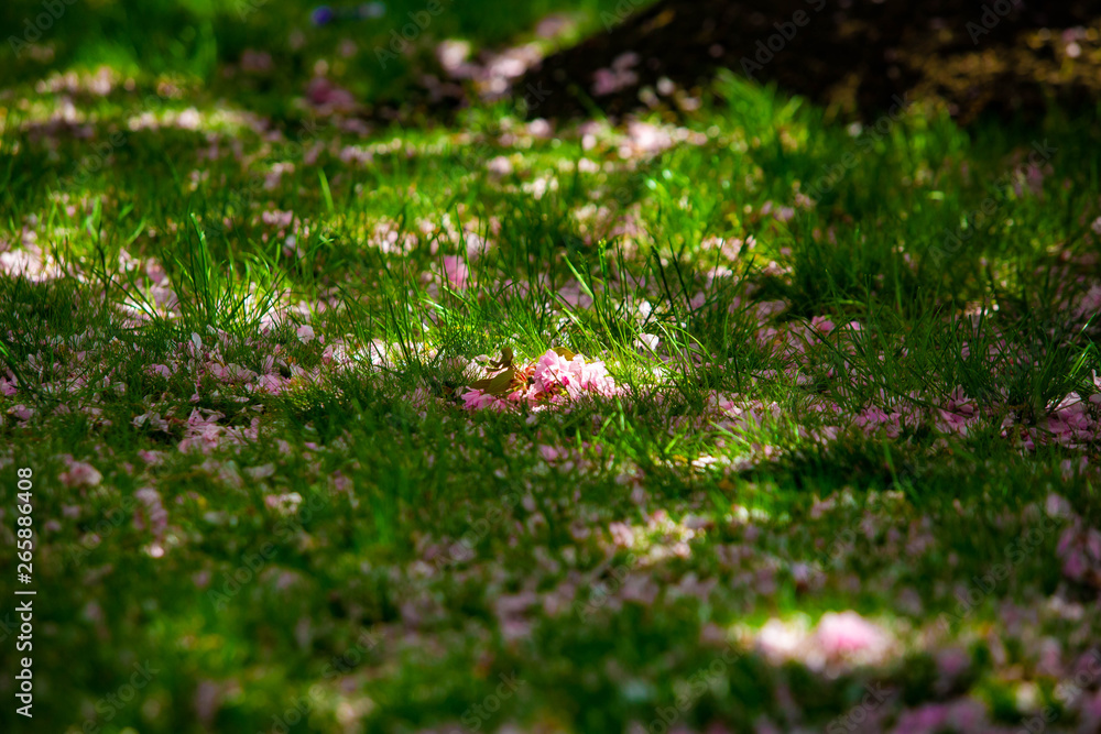 Beautiful spring cherry blossom bloom sunny day