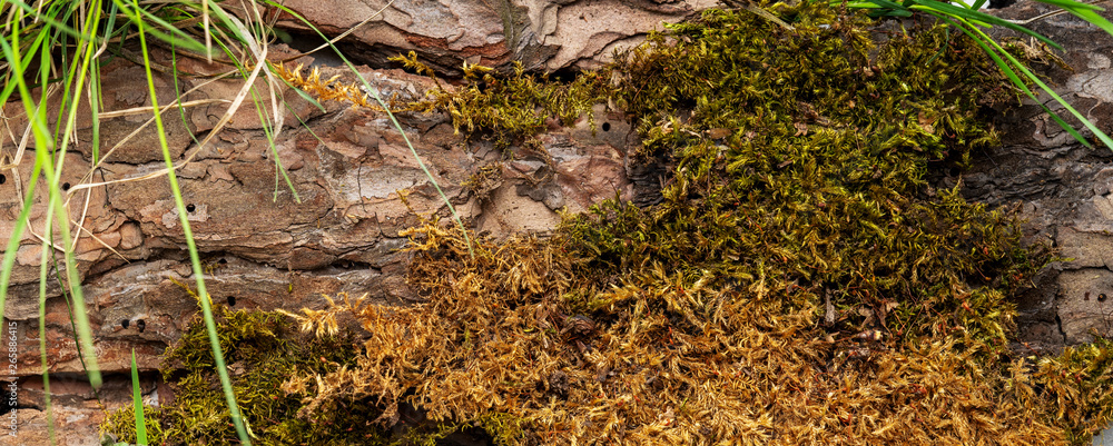 Creative layout made of bark tree, moss and earth with grass for organic cosmetic products on grey with copy space. Environmentally clear nature concept background. Long wide banner. Creative layout made of bark tree, moss and earth with grass for organic cosmetic products on grey with copy space. Environmentally clear nature concept background. Long wide banner.