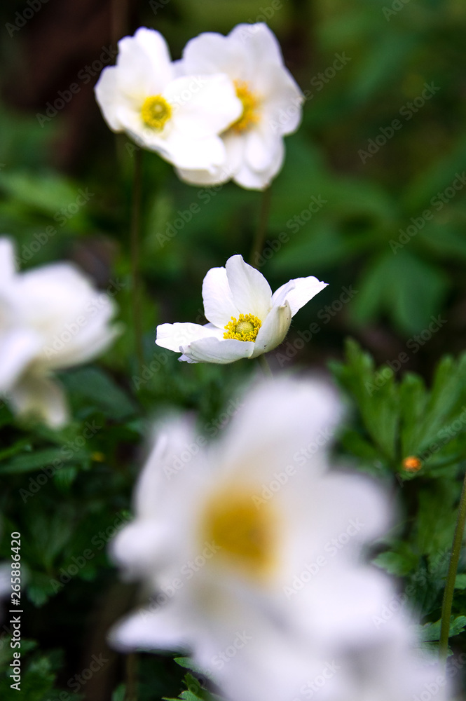 spring white anemone flowers