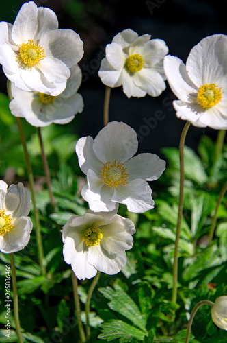 spring white anemone flowers