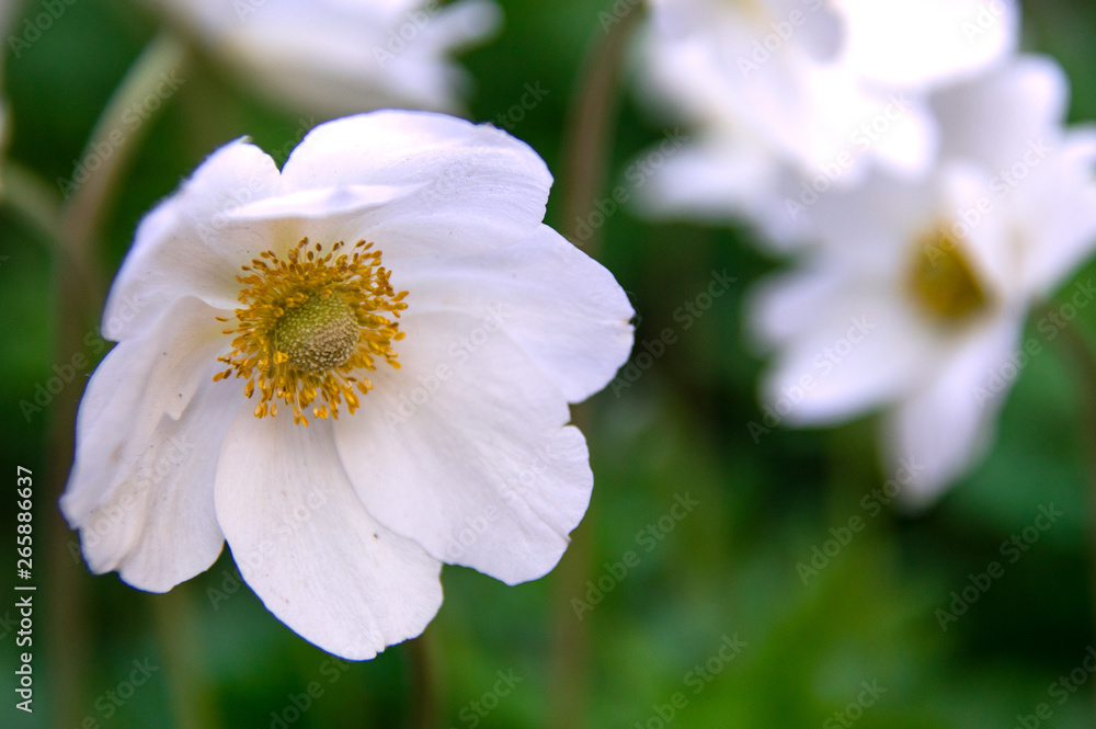 spring white anemone flowers spring white anemone flowers
