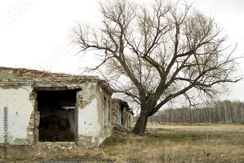 The tree grows next to the old abandoned collapsing building