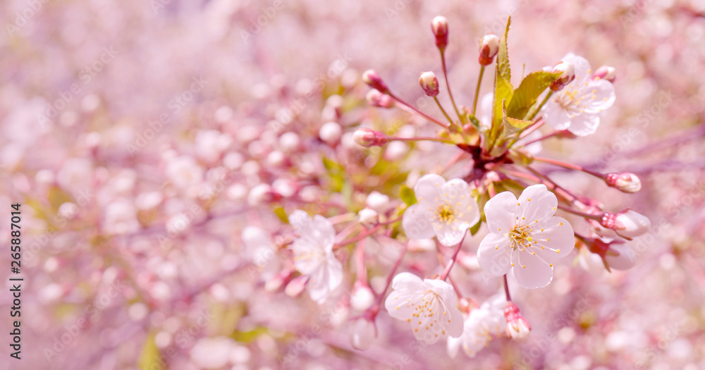 Spring flowering cherry. Background for greeting card, invitation for wedding and engagement. Spring flowering cherry. Background for greeting card, invitation for wedding and engagement.