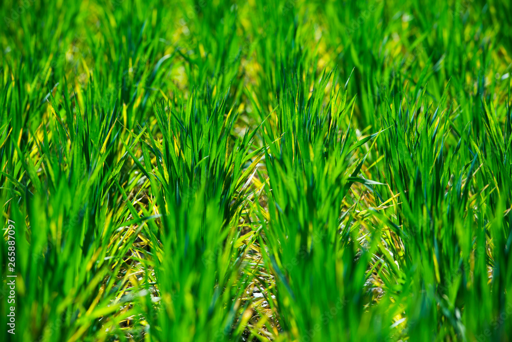 Fototapeta premium Young wheat grows in a field. Rows with green wheat sprouts