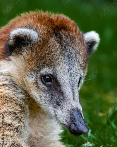 Canvastavla coati