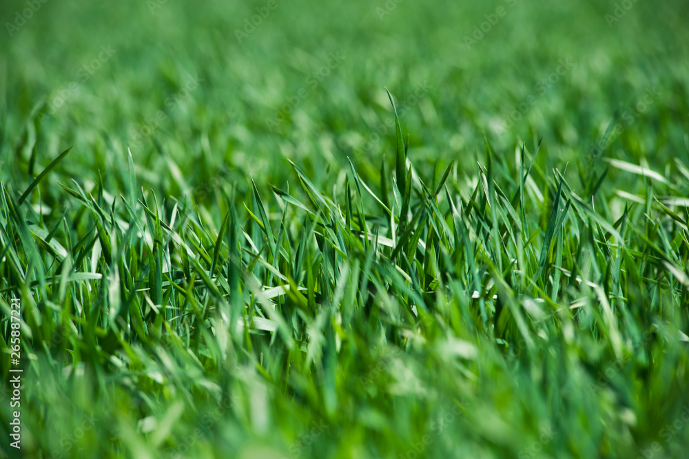 Young winter wheat grows in a field. Wheat sprouts sparkle in the sun. Young winter wheat grows in a field. Wheat sprouts sparkle in the sun.