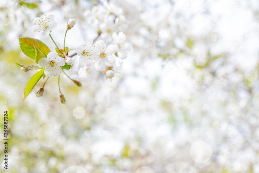 Spring flowering cherry. Background for greeting card, invitation for wedding and engagement.