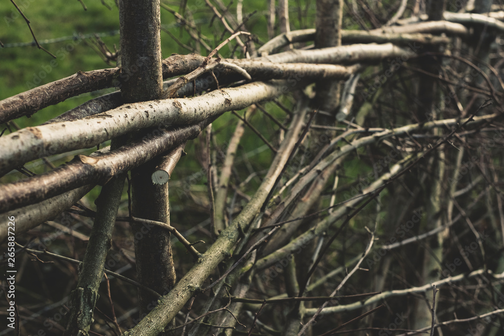 Close up of traditional hedge made with interwoven pleachers. Close up of traditional hedge made with interwoven pleachers.