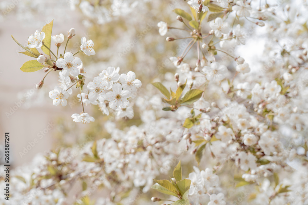 Spring flowering cherry. Background for greeting card, invitation for wedding and engagement.