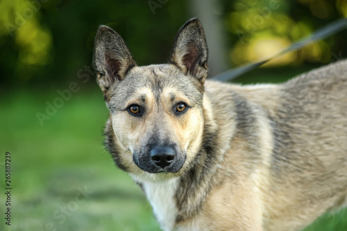 Dog Husky cross in summer on green grass background photo