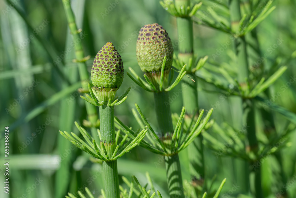 equisetum fluviatile, water horsetail, swamp horsetail macro equisetum fluviatile, water horsetail, swamp horsetail macro