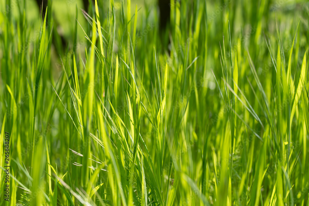 green grass blades macro green grass blades macro