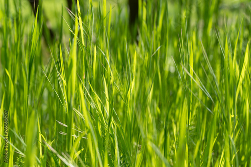 green grass blades macro