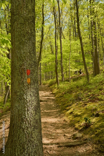Spring time in Maryland parks