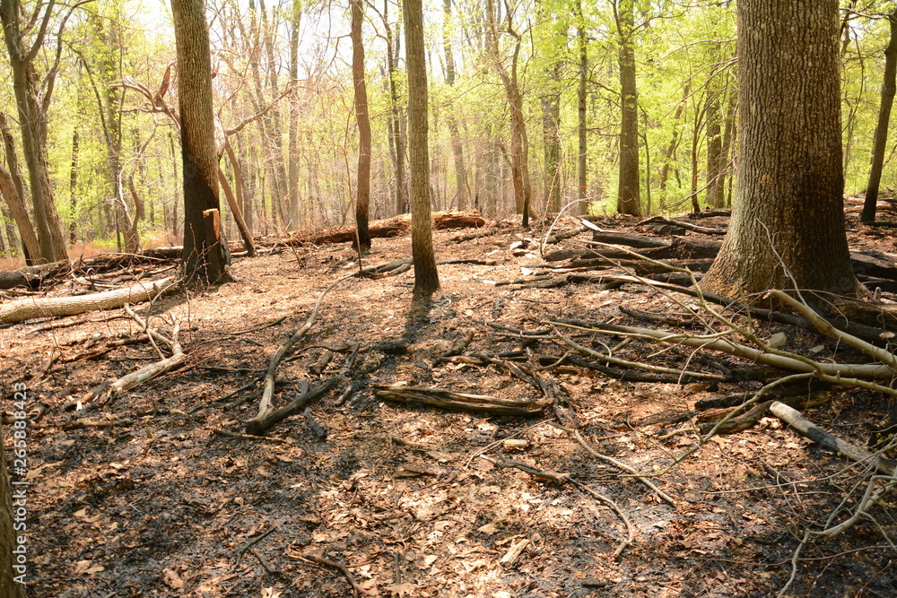 Fototapeta premium Spring time in Maryland parks
