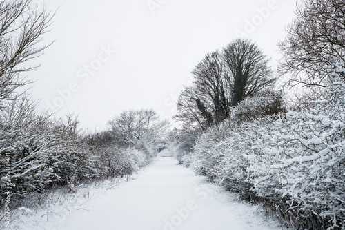 View along a rural road lined with snow-covered trees.,Aston Rowant photo