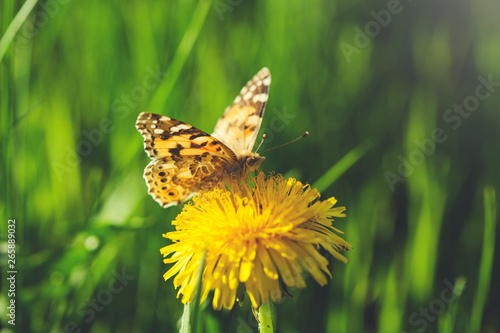 yellow flower with Butterfly