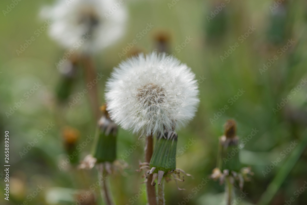 Obraz premium Mniszek lekarski.