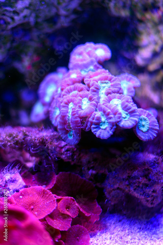Purple Coral in Aquarium