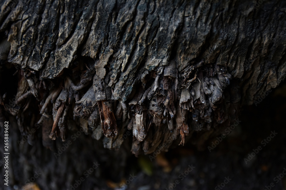 tree tree