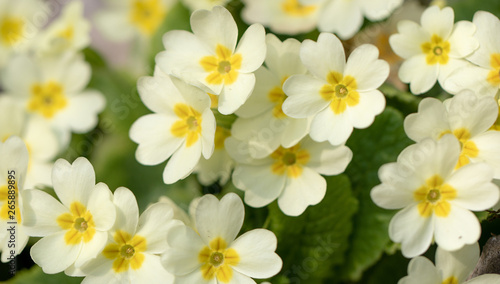 Field. Blurred. Flowers. Green. Macro