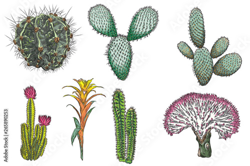 Exotic cactus succulents set. Different cactuses and cacti in color drawing style. Natural hand drawing desert plants. Vector.