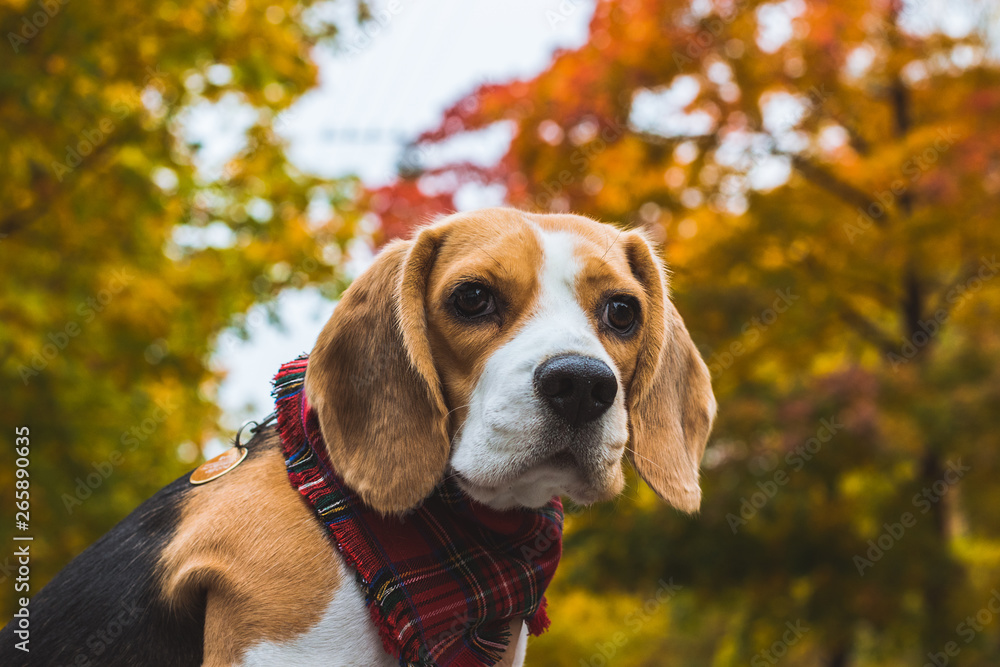 Beautiful beagle hunting dog on the background of the autumn forest.