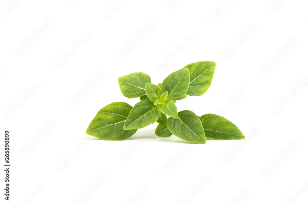 Fresh green basil leaves isolated on white background. Fresh green basil leaves isolated on white background.