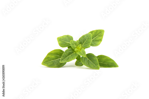 Fresh green basil leaves isolated on white background.