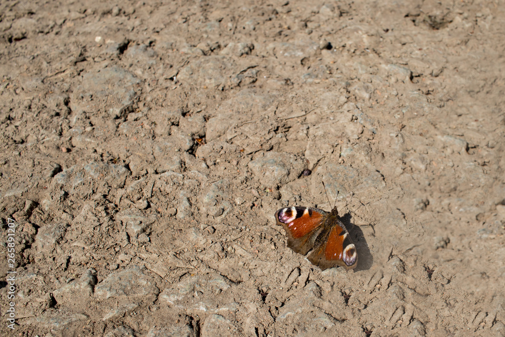 a butterfly sits on a dusty road a butterfly sits on a dusty road