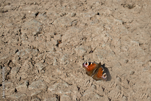 a butterfly sits on a dusty road