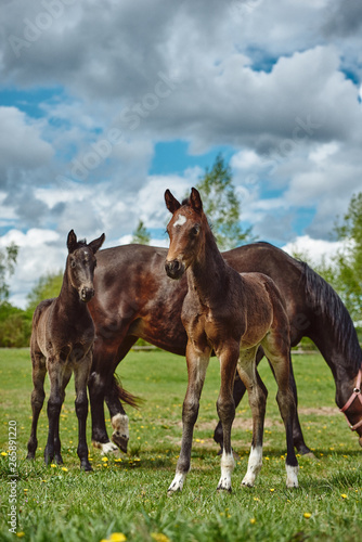 Young horses on the pasture © PHOTOLIFESTYLE