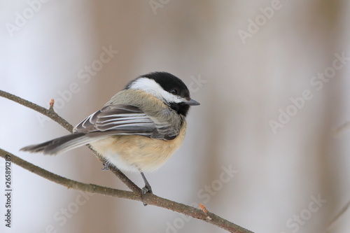 Black capped chickadee perched on small branch