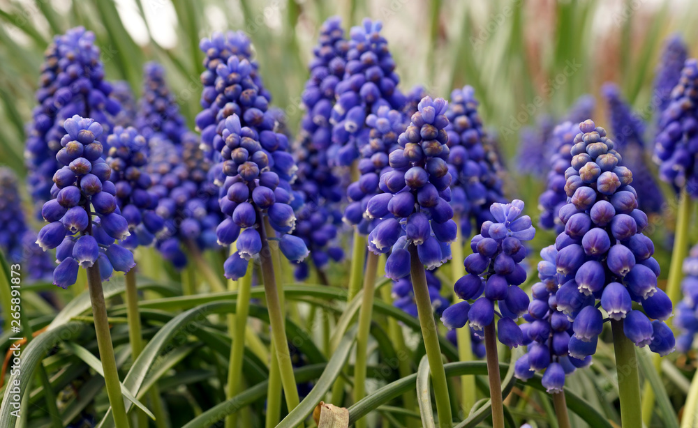 Meadow with blue muscari in garden.