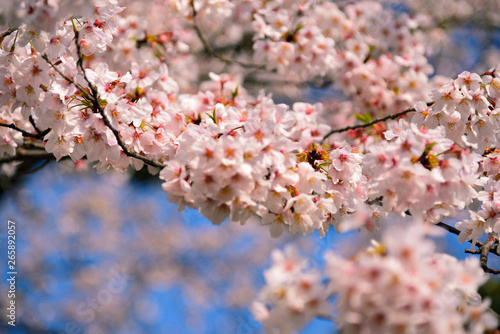 【神奈川県】横須賀市 諏訪大神社の桜