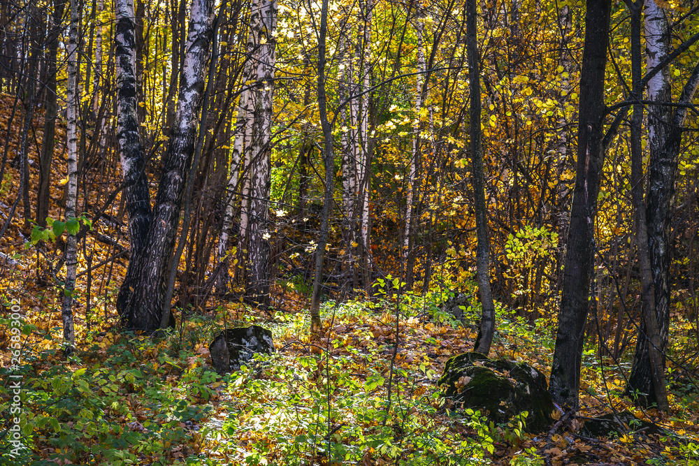 Fototapeta premium Autumn in the forest