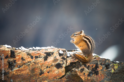Least Chipmunk, Tamias minimus, adult eating