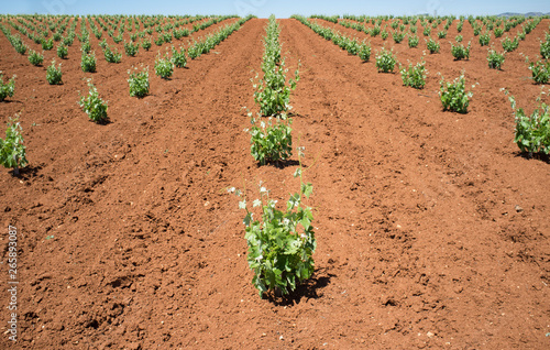 Vines plantation fields at Tierra de Barros on springtime. Famous wine