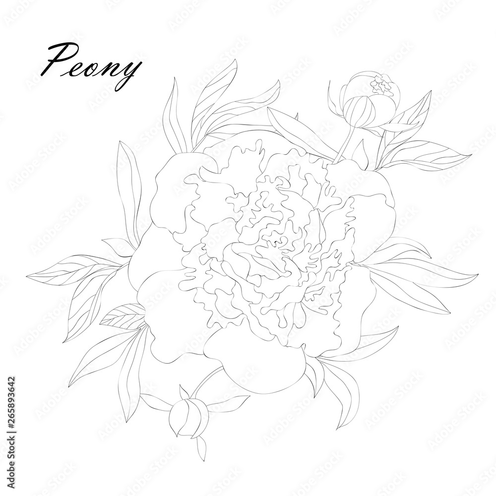 Peonies and leaves, flower buds. Line art on white background. Botanical sketch, ink drawing. Hand drawn vector floral illustration