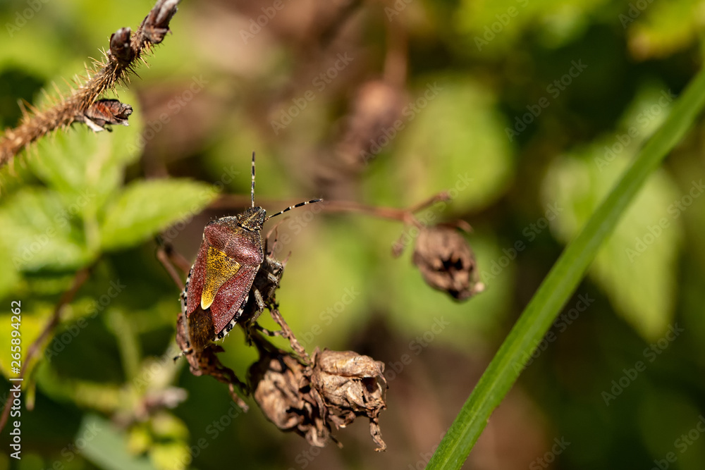 Fototapeta premium Nature